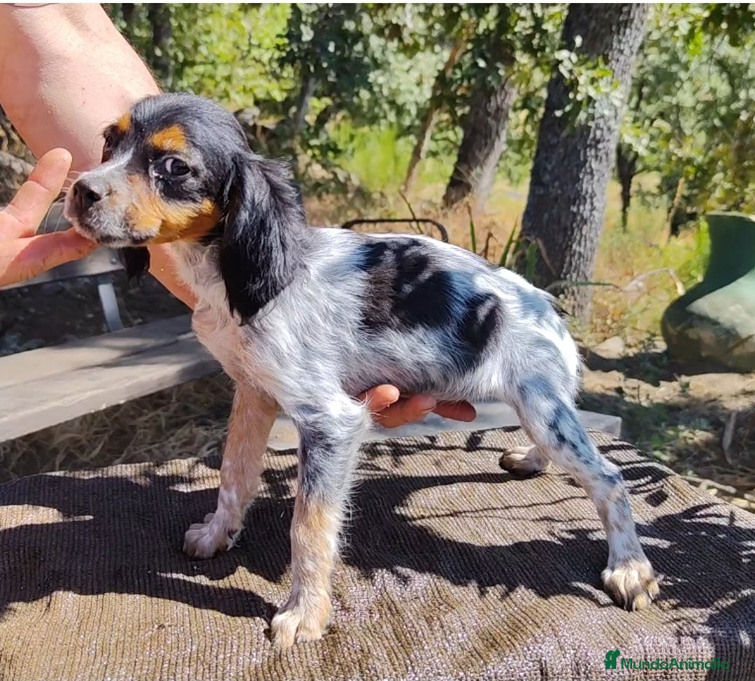 Épagneul Breton perros en venta: ESPAGNEULS BRETON TRICOLORES  - Imagen 5