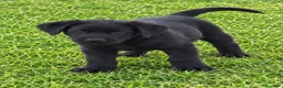 Labrador Retriever perros en venta: Preciosa Cachorra Labrador Retriever - Pura Raza - Anuncio 4