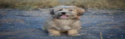 Morkie perros en venta: 🐾💖 PRECIOSO CACHORRITO MORKIE DISPONIBLE 💖🐾 - Anuncio 4