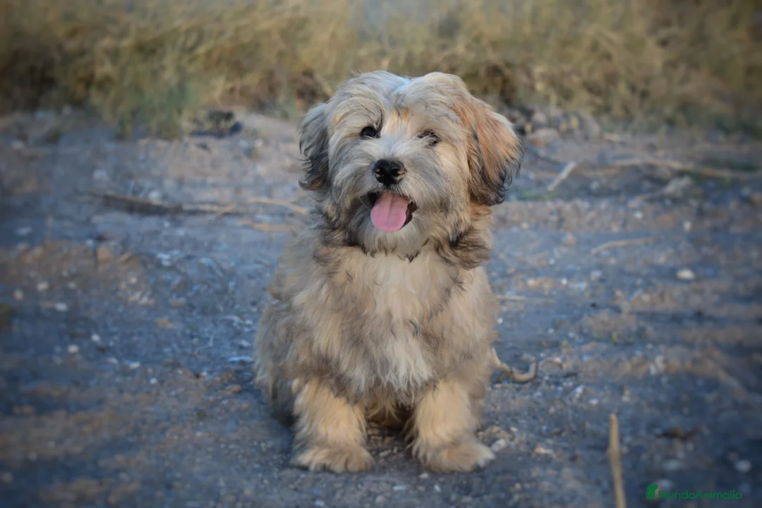 Morkie perros en venta: 🐾💖 PRECIOSO CACHORRITO MORKIE DISPONIBLE 💖🐾 - Anuncio 4