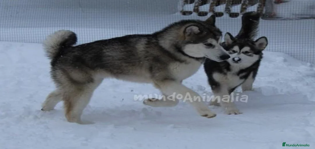 Imagen de galería {{count}}