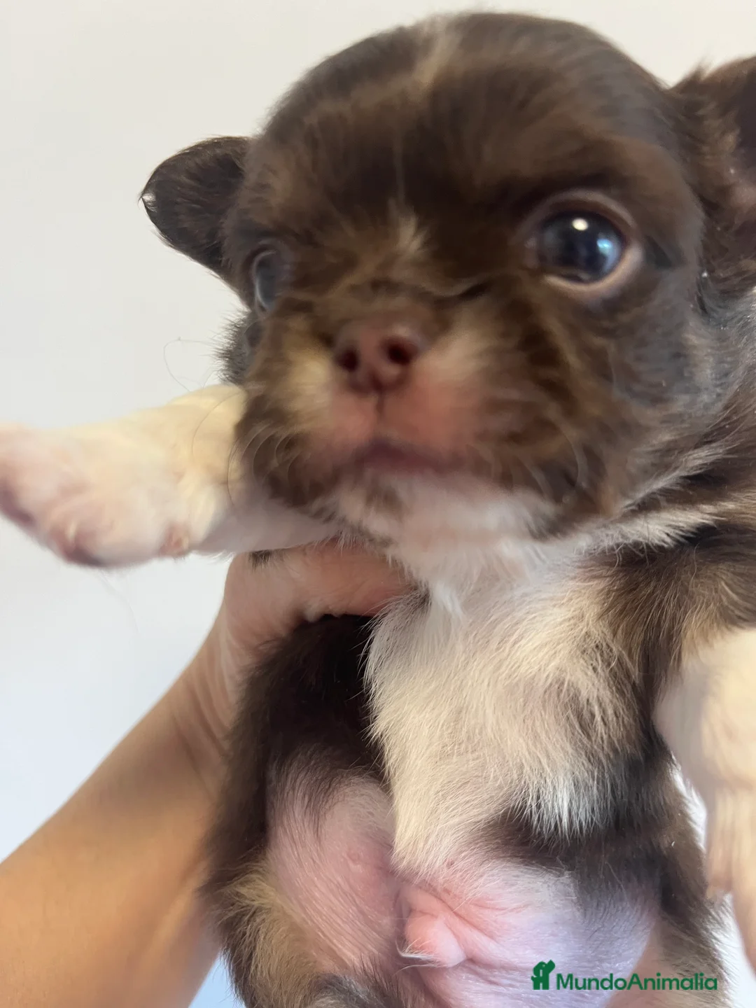 Chihuahua perros en venta: Chihuahua pelo largo ruso  - Anuncio 2