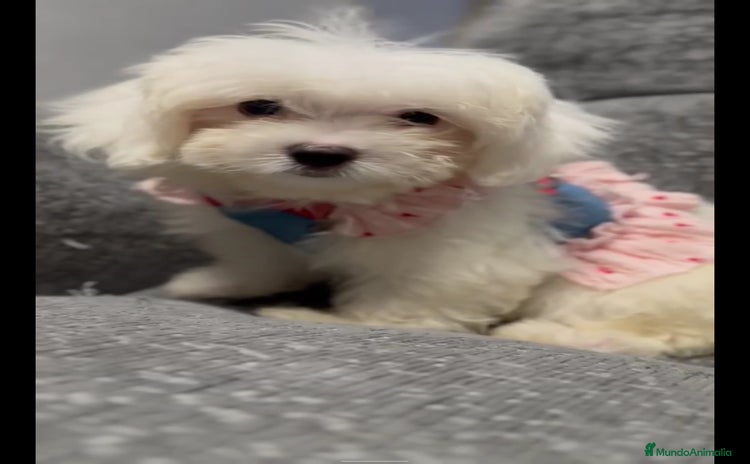 Bichón Maltés perros - Anuncio 1