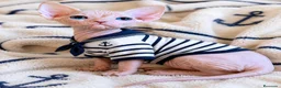 Sphynx gatos en venta: Último Sphynx  - Anuncio 4