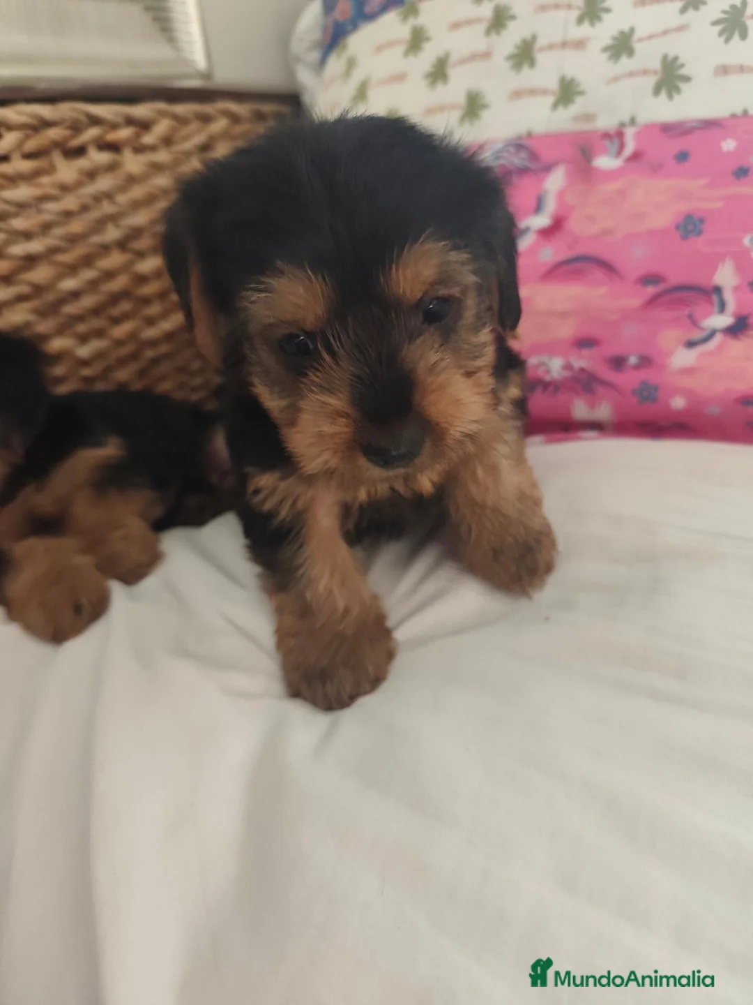 Yorkshire Terrier perros en venta: Yorkshire Terrier  en Madrid - Anuncio 2
