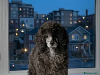 Caniche Toy perros Macho Merle tan - Anuncio 1