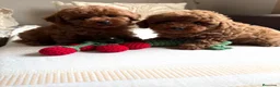 Caniche Toy perros en venta: Caniche Toy Macho y Hembra !!! - Anuncio 3