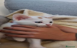 Otras razas gatos en venta: Cruce de gato persa - Imagen 9