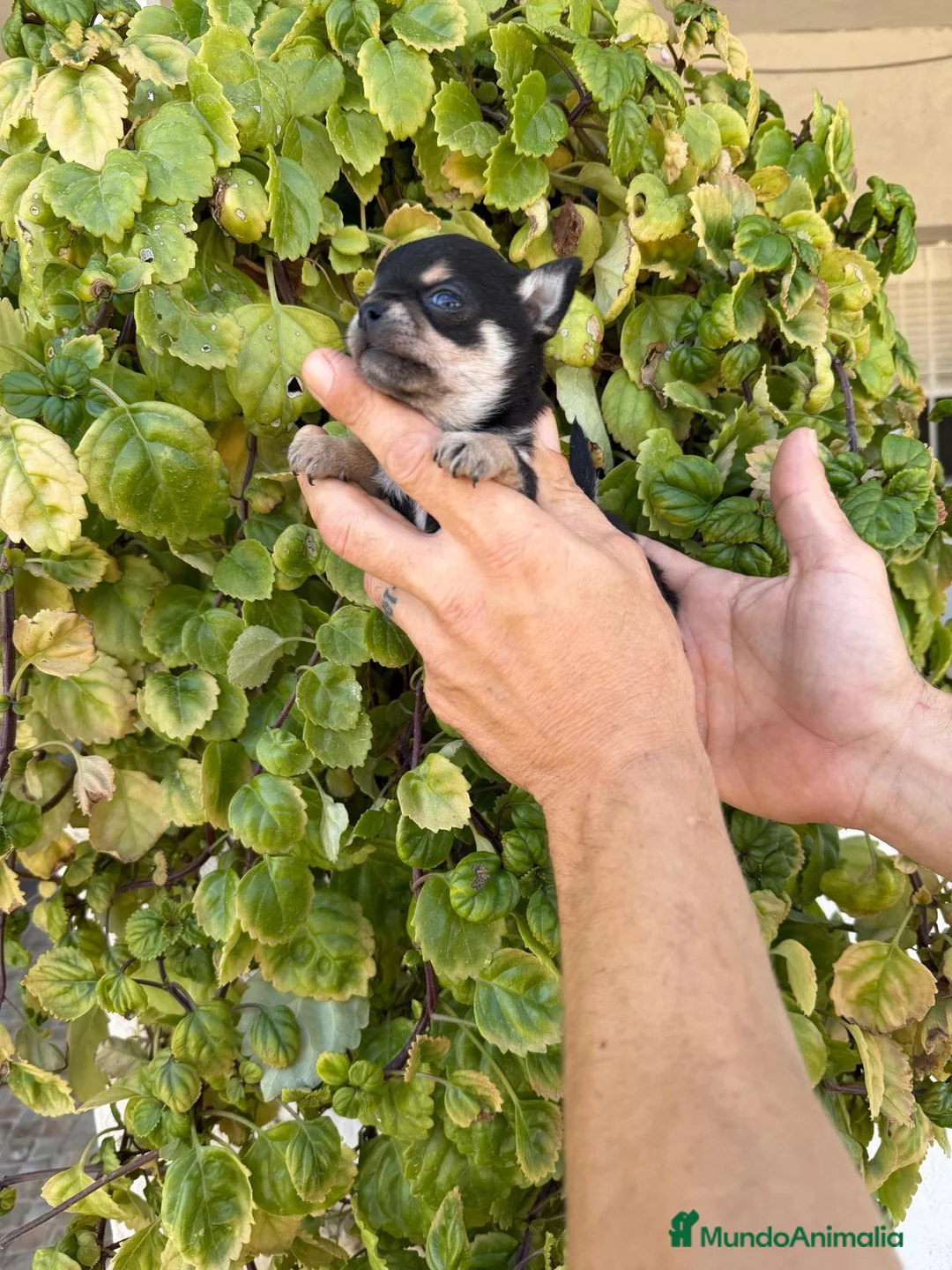 Chihuahua perros en venta: CHIHUAHUA MINI  - Anuncio 6
