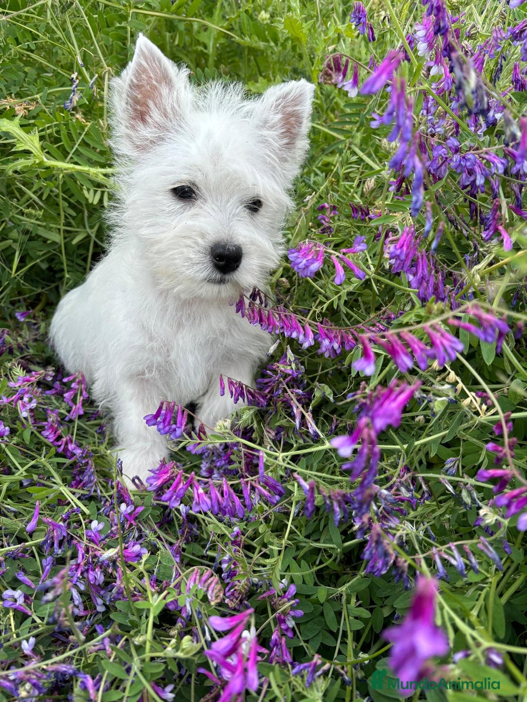 West Highland White Terrier perros en venta: Westys Macho disponible  - Imagen 4
