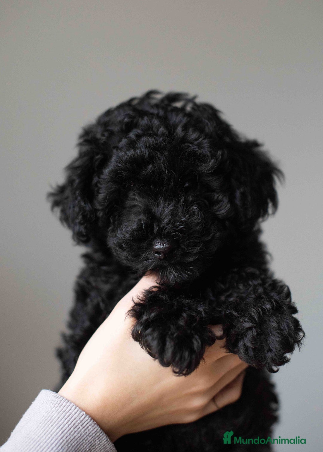 Caniche Toy perros en venta: Caniche toy negro - Anuncio 11