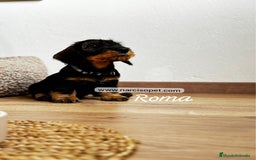 Teckel Miniatura perros en venta: TECKEL PELO DURO HEMBRA - Imagen 6