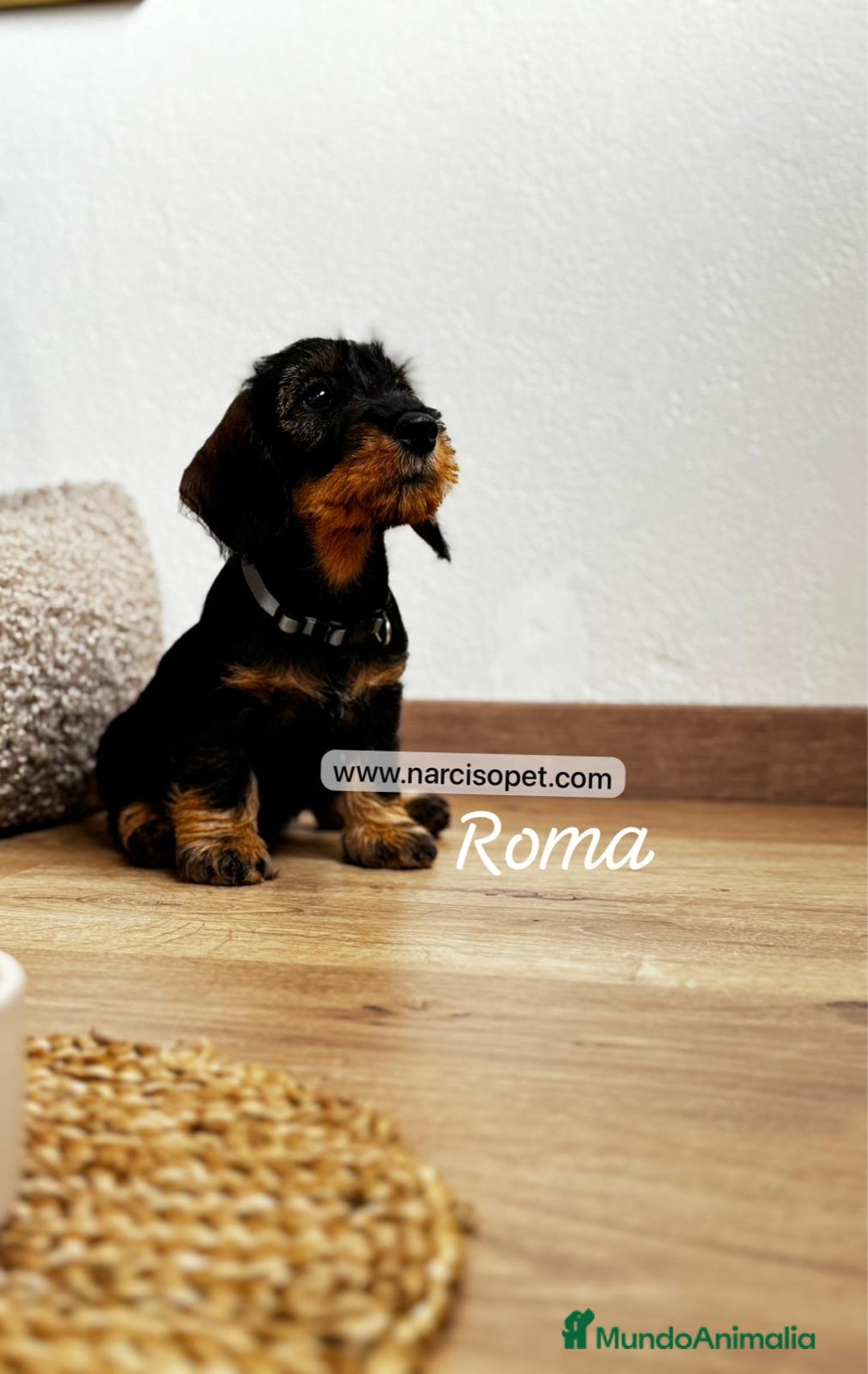 Teckel Miniatura perros en venta: TECKEL PELO DURO HEMBRA - Imagen 6