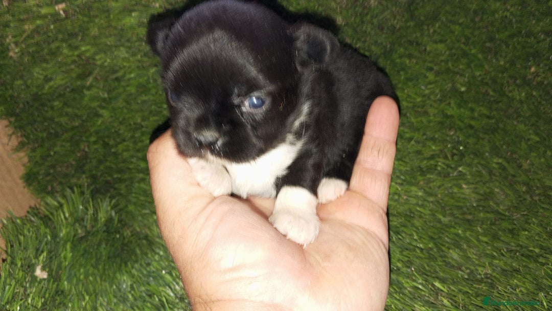 Chihuahua perros en venta: Chihuhuas - Anuncio 3