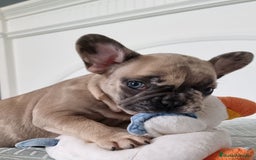 Bulldog Francés perros en venta: Bulldog francés  - Imagen 2