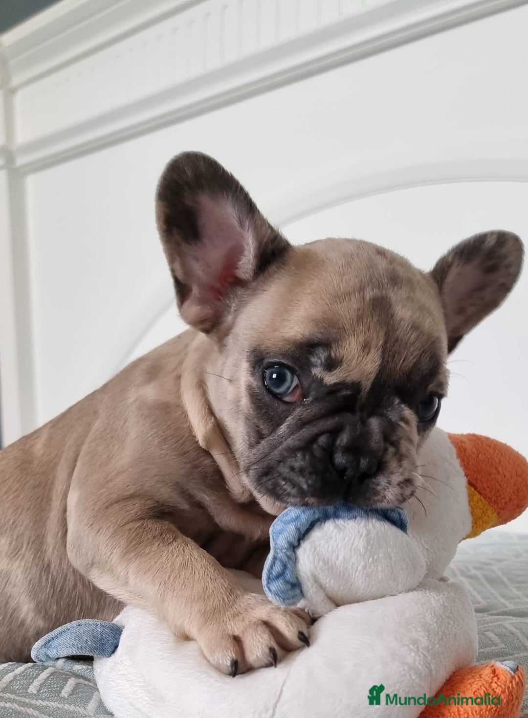 Bulldog Francés perros en venta: Bulldog francés  - Imagen 2