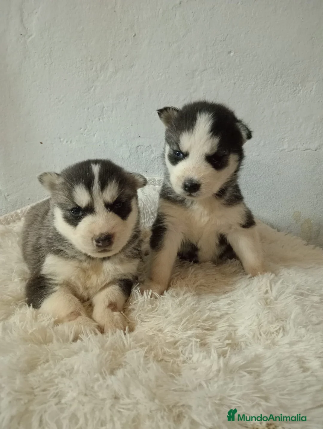 Husky Siberiano perros en venta: Husky siberiano  - Anuncio 7