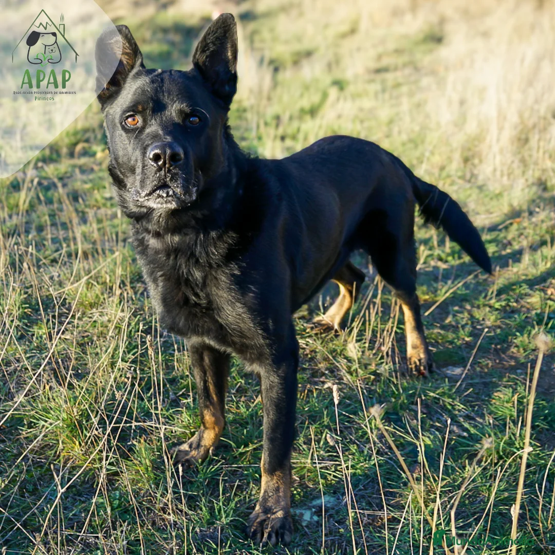 Raza Mixta perros en adopcion: TEX busca hogar - Anuncio 2
