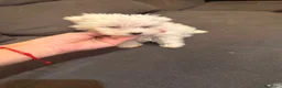 Bichón Maltés perros en venta: Bichon maltés hembra  - Anuncio 2