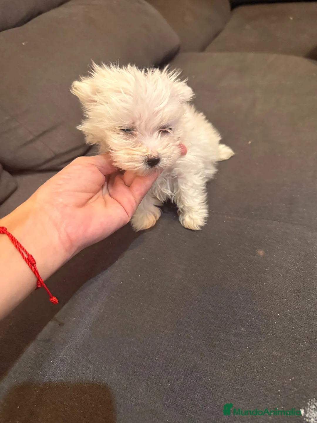 Bichón Maltés perros en venta: Bichon maltés hembra  - Anuncio 2