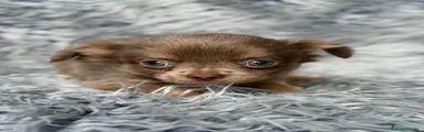 Chihuahua 2
