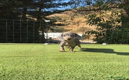 Teckel Miniatura perros en venta: Teckel kanichen varias camadas  - Imagen 2