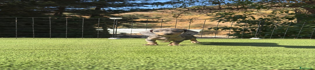 Teckel Miniatura Cachorro 3