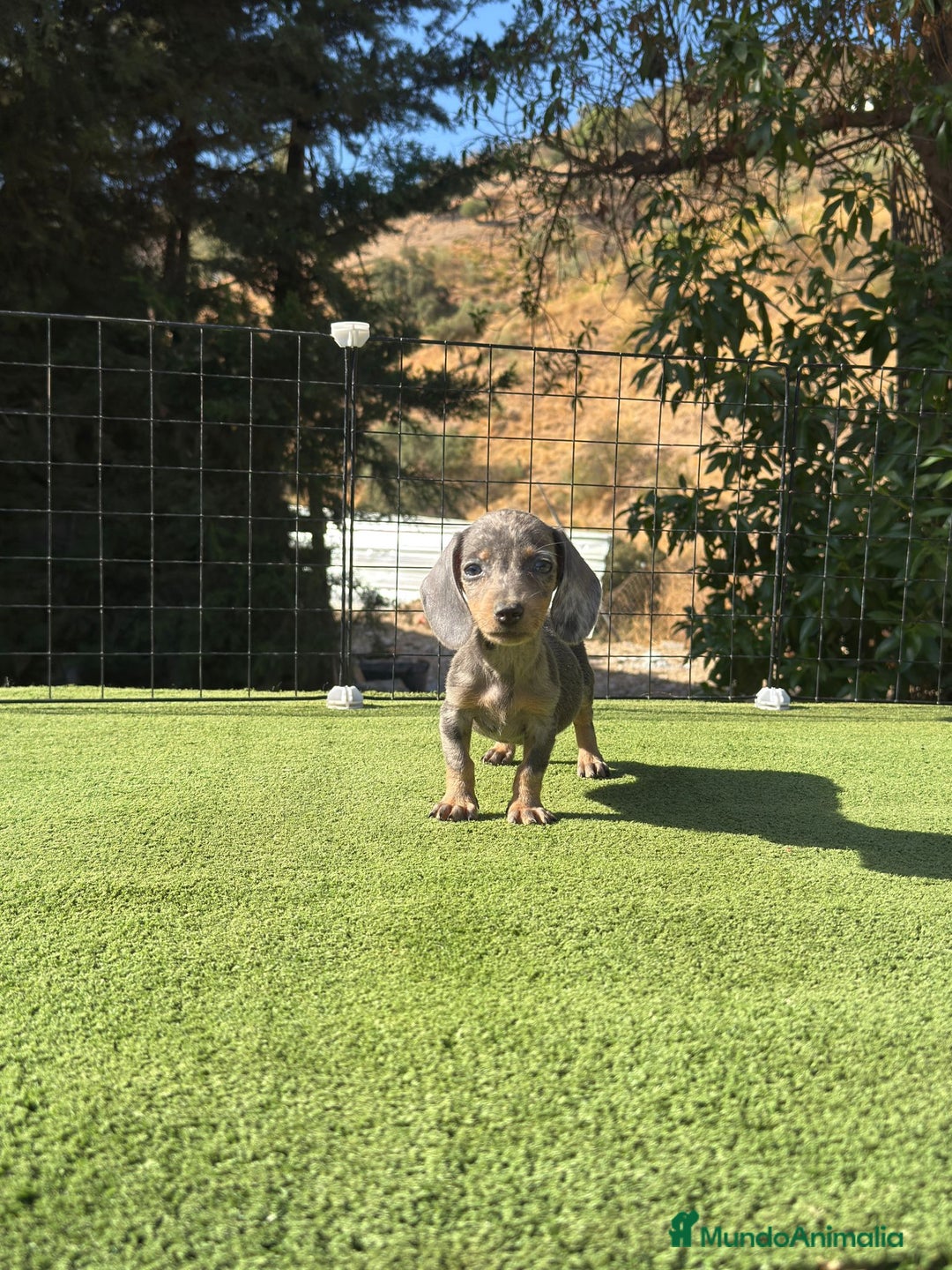 Teckel Miniatura perros en venta: Teckel kanichen varias camadas  - Imagen 2
