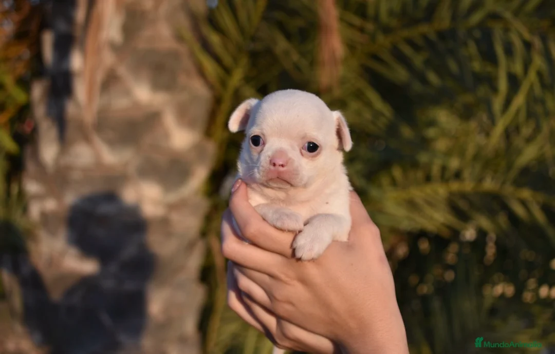 Chihuahua perros en venta: CHIHUAHUA HEMBRA MINIATURA  en Alicante - Anuncio 2