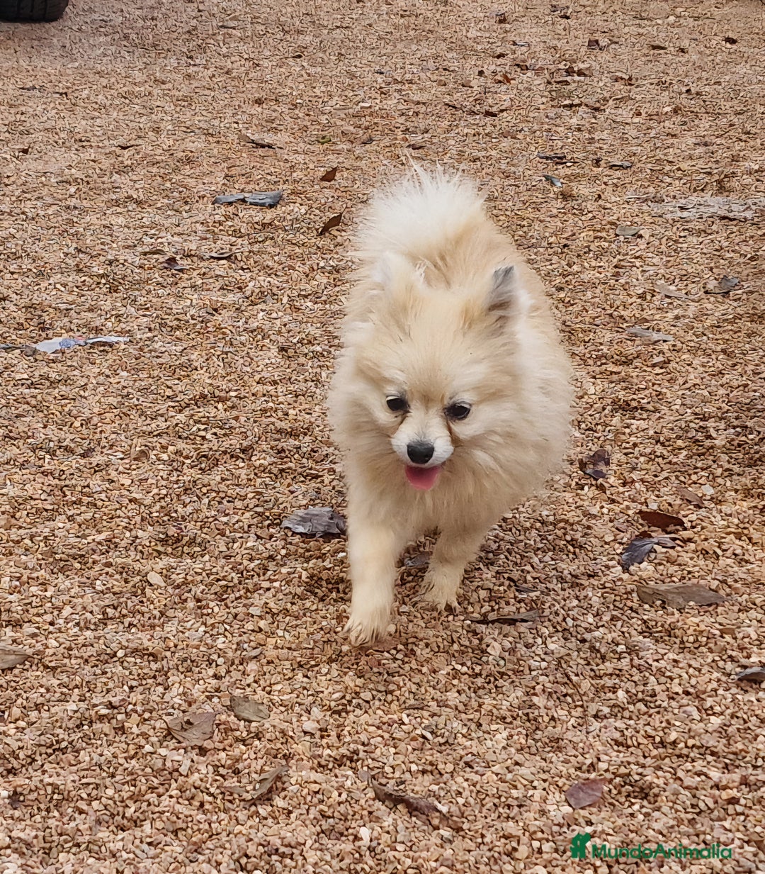 Pomerania perros en venta: Pomerania 50% linea rusa - Anuncio 3