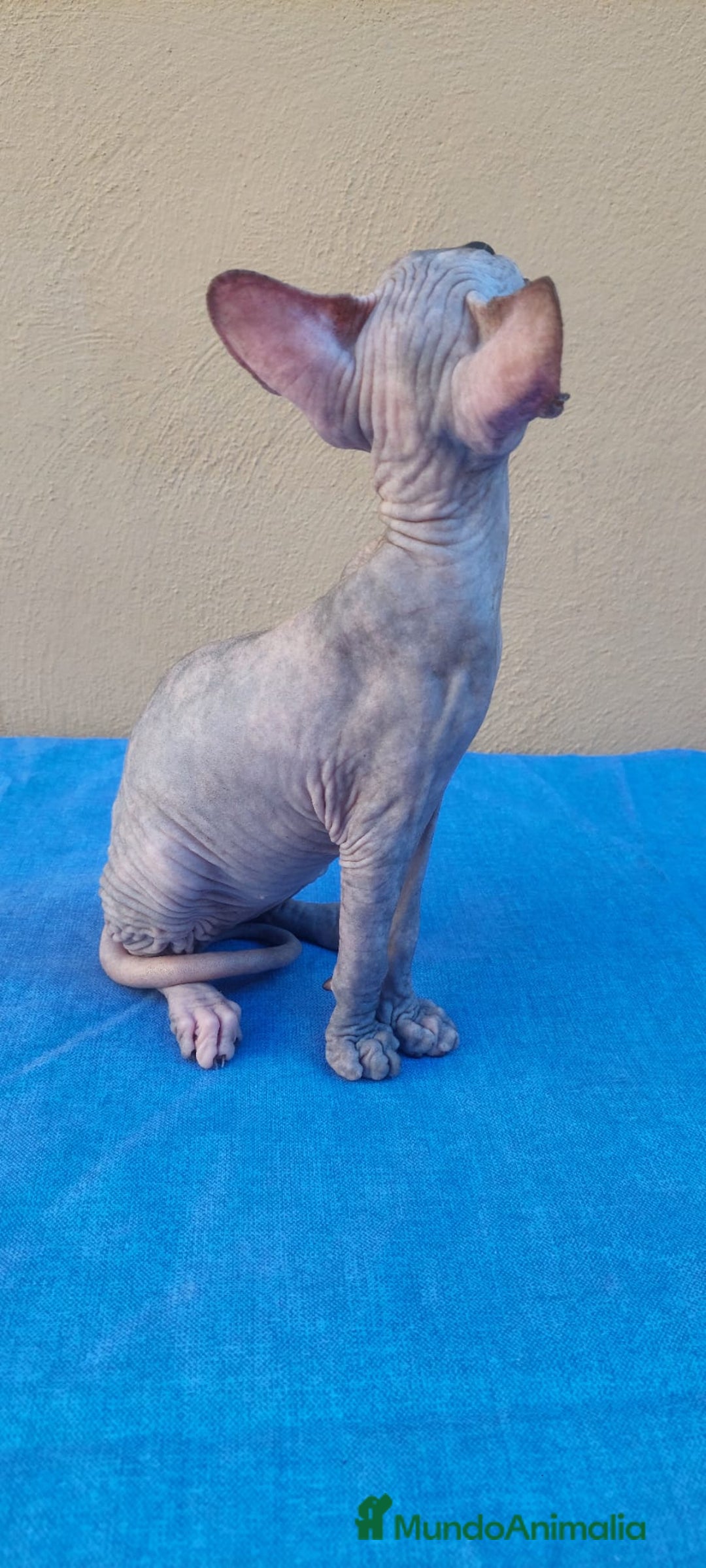 Sphynx gatos en venta: Nueva camada de gatitos sphynx  - Imagen 14