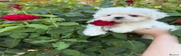Bichón Maltés perros en venta: Buchon maltés listo para entregar toy - Anuncio 3