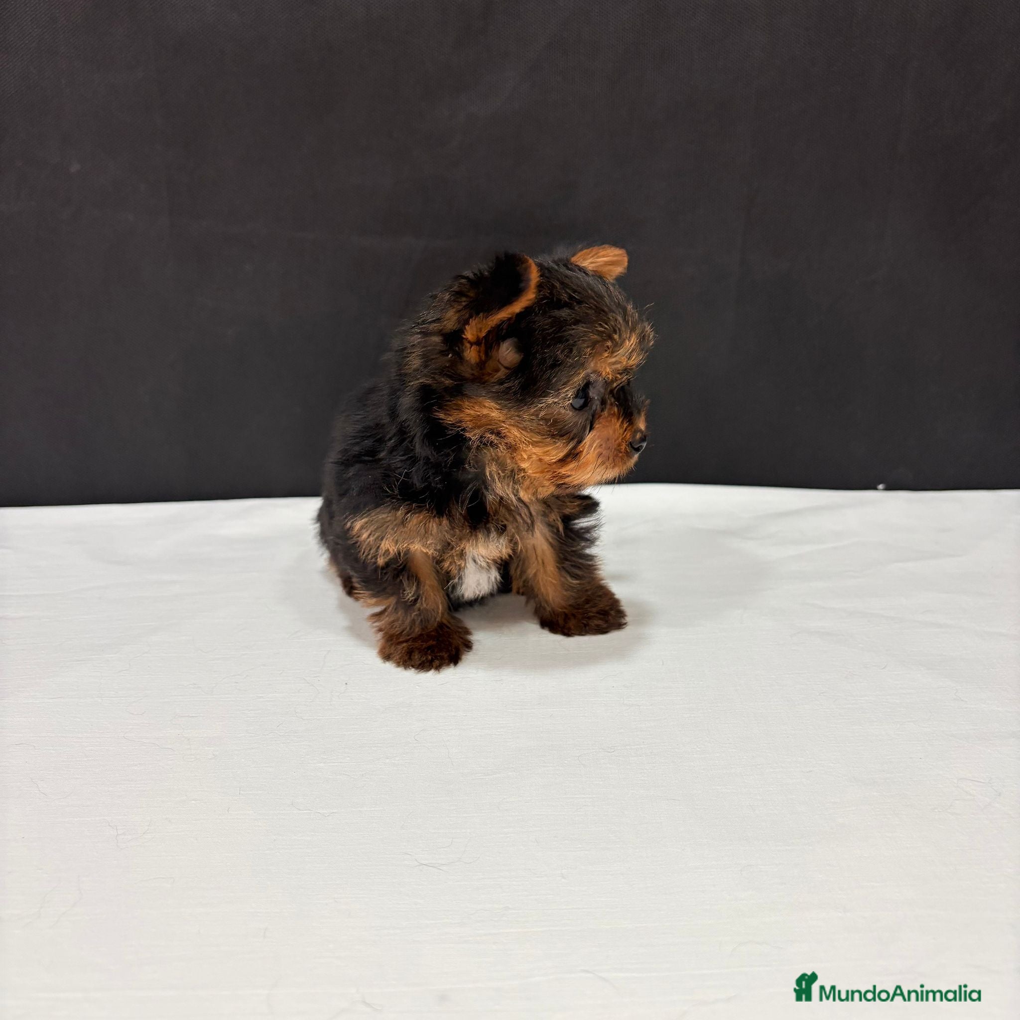 Yorkshire Terrier perros Yorkshire terrier  - Anuncio 1