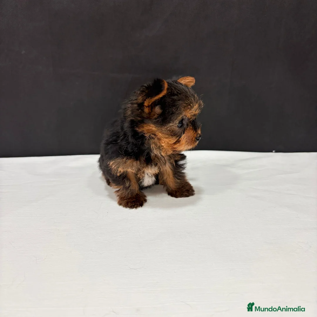 Yorkshire Terrier perros en venta: Yorkshire terrier  - Anuncio 1