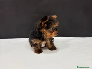 Yorkshire Terrier perros Yorkshire terrier - Anuncio 1