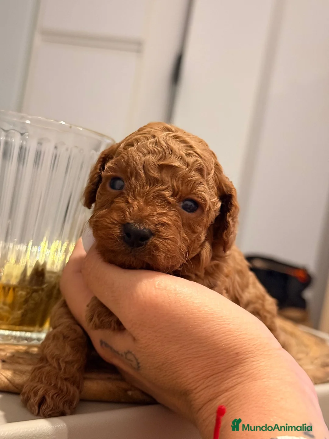 Caniche Toy perros en venta: Caniche toy rojos  - Anuncio 1