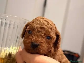 Caniche Toy perros Caniche toy rojos - Anuncio 2