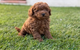 Caniche Toy perros en venta: caniche toy rojo - Imagen 3