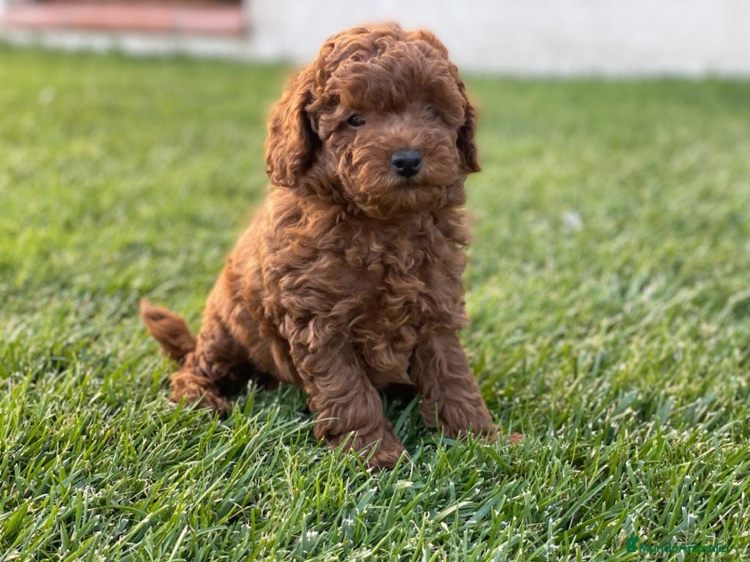 Caniche Toy perros en venta: caniche toy rojo - Imagen 3
