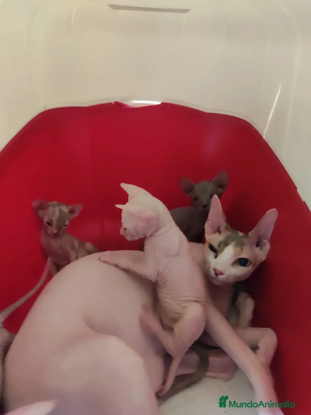 Sphynx gatos en venta: gatos sphynx  - Anuncio 5