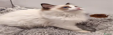 Ragdoll Gatito 5