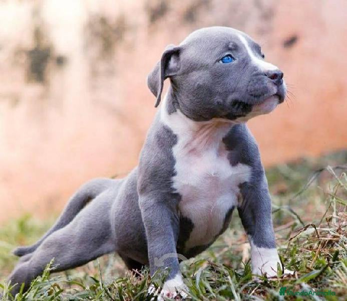 American Pit Bull Terrier perros AMERICAN PITBULL BLUE,MERLE,TRICOLOR... en Sevilla - Anuncio 2