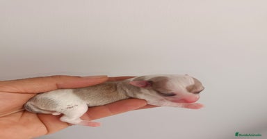 Chihuahua perros - Anuncio 14