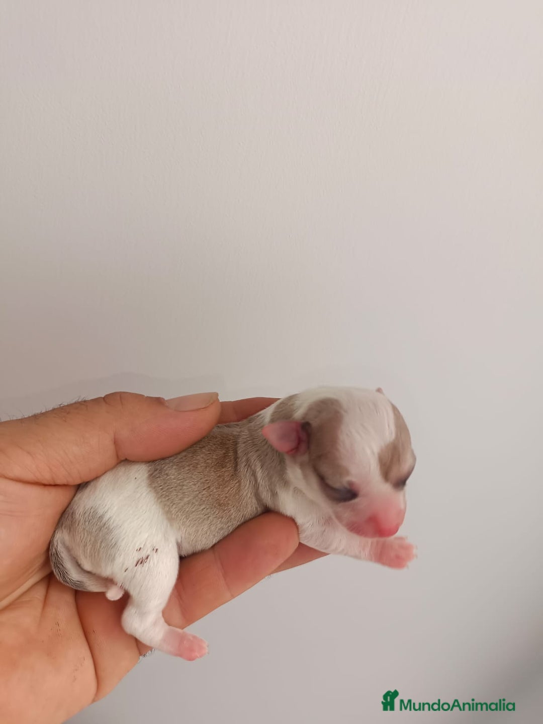 Chihuahua perros en venta: Chihuahua mini toy cabeza manzana  - Imagen 2