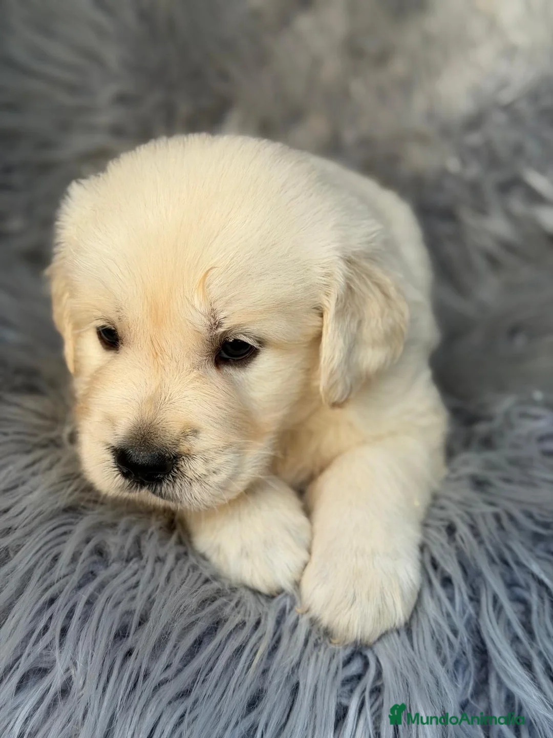 Golden Retriever perros en venta: Golden retriever💙 - Anuncio 2