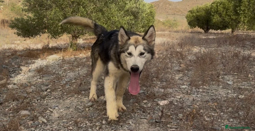 Alaskan Malamute perros en venta: Alaskan malamute  - Anuncio 2