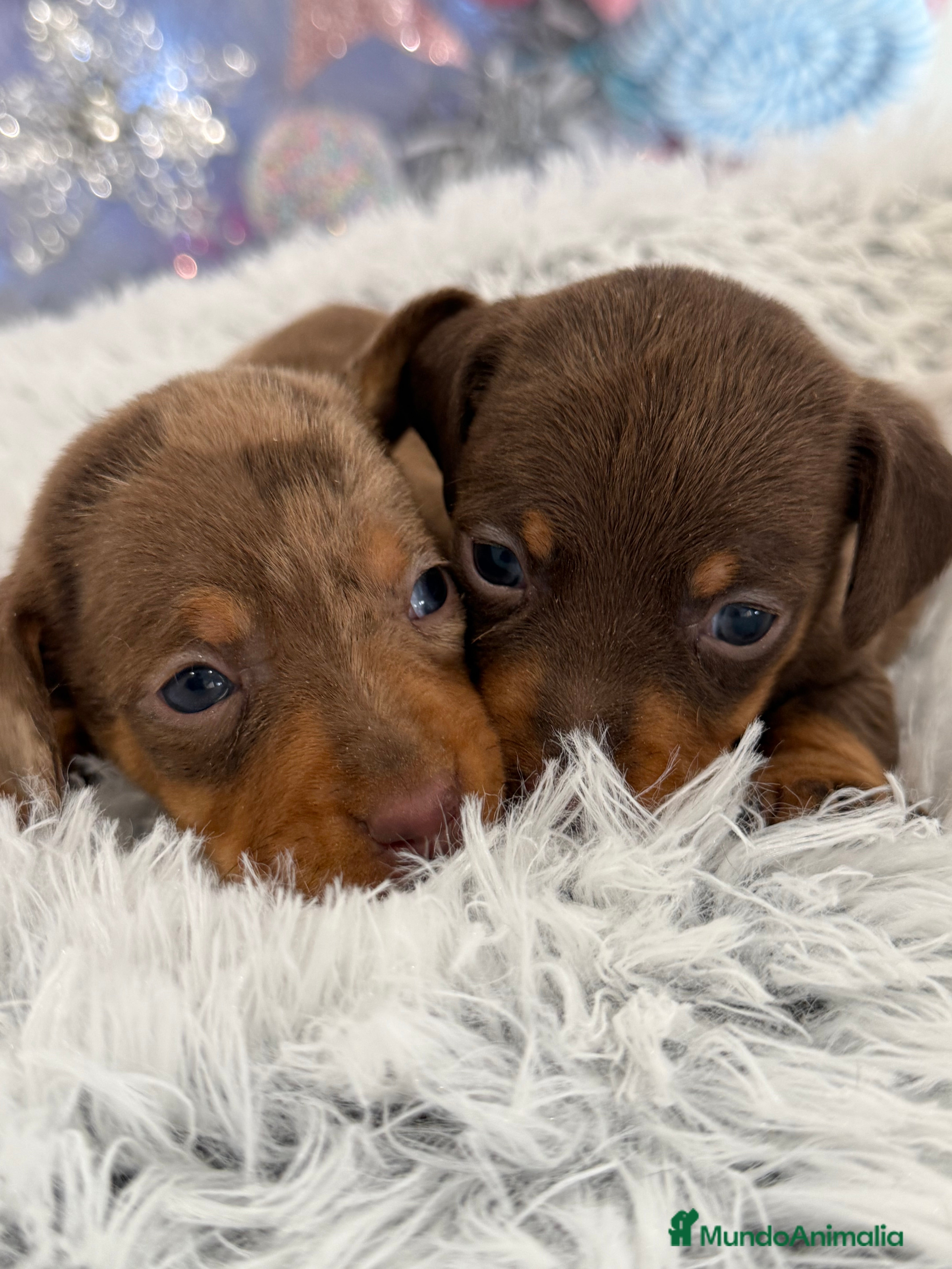 Teckel Miniatura perros Teckel mini arlequín chocolate disponible  - Anuncio 12