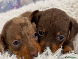 Teckel Miniatura perros Teckel mini arlequín chocolate disponible - Anuncio 12