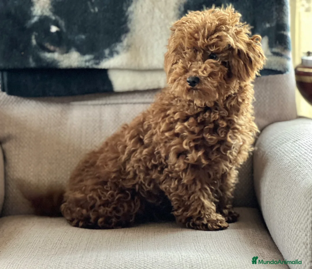 Maltipoo perros en venta: MALTIPOOS THELUXEPUPPYS  - Anuncio 3