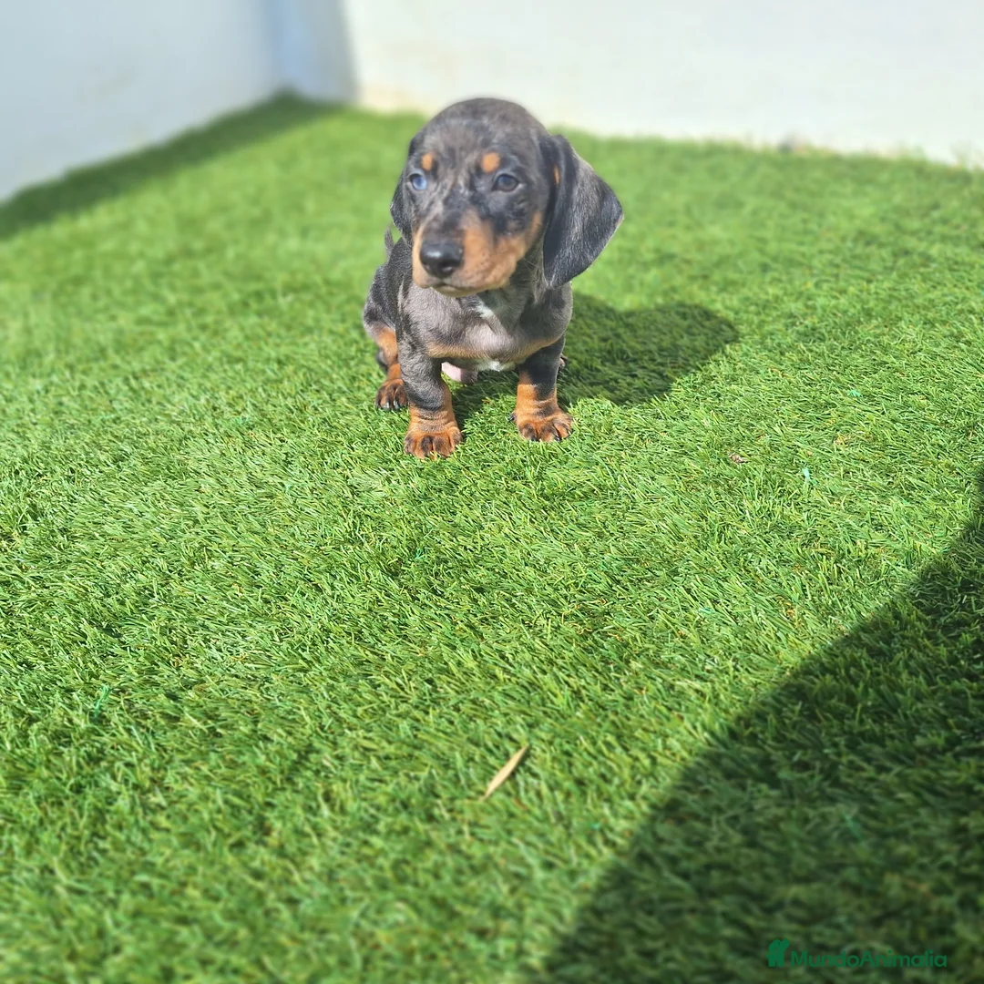 Teckel Miniatura perros en venta: TECKEL MINIATURA ARLEQUIN - Anuncio 2